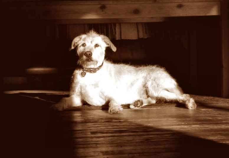 Unser Hund beim Indoor-Sonnen