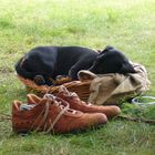 Unser Hund beim Schlafen während des Zeltens