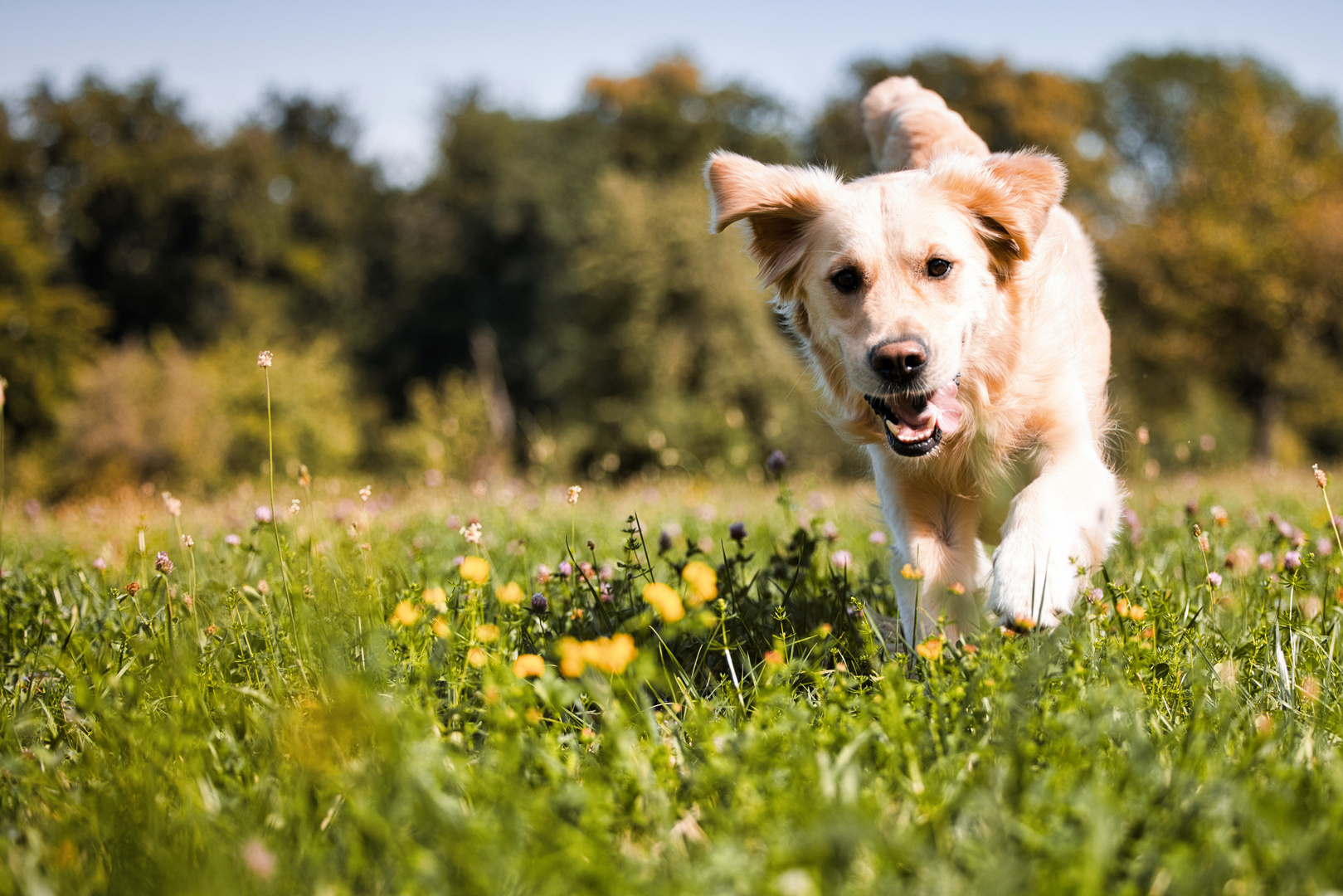 unser Hund beim Spielen