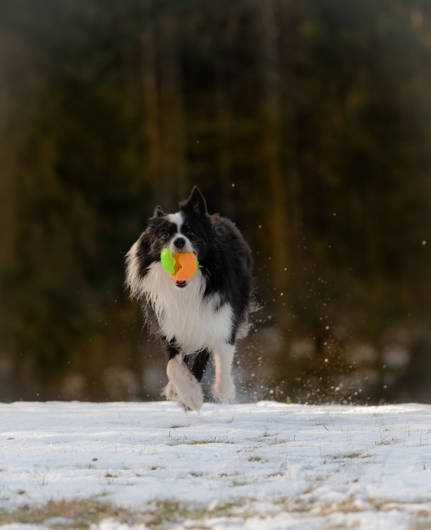 Unser Hund beim Toben