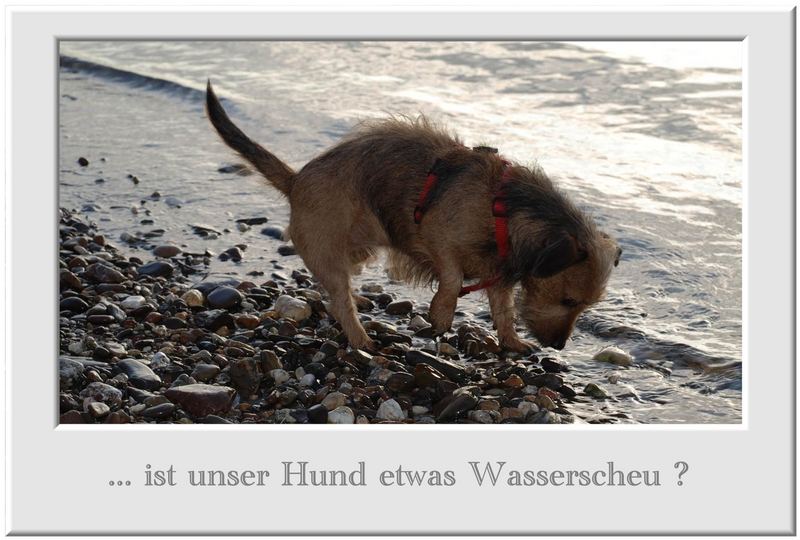 Unser Hund Bonny ...