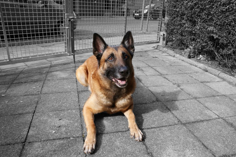 Unser Hund Bronco