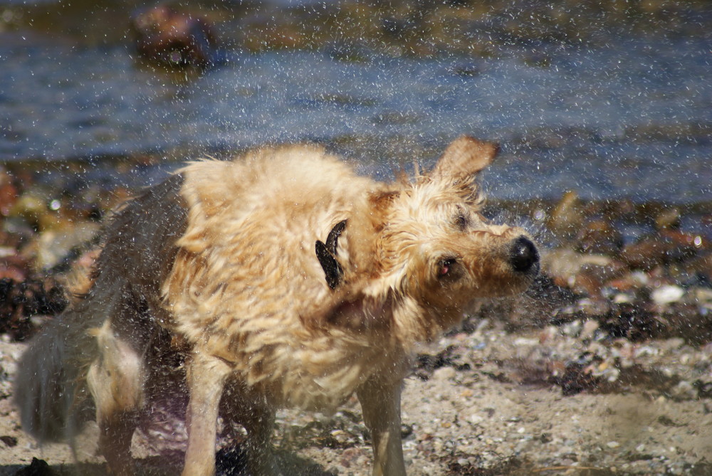 unser Hund