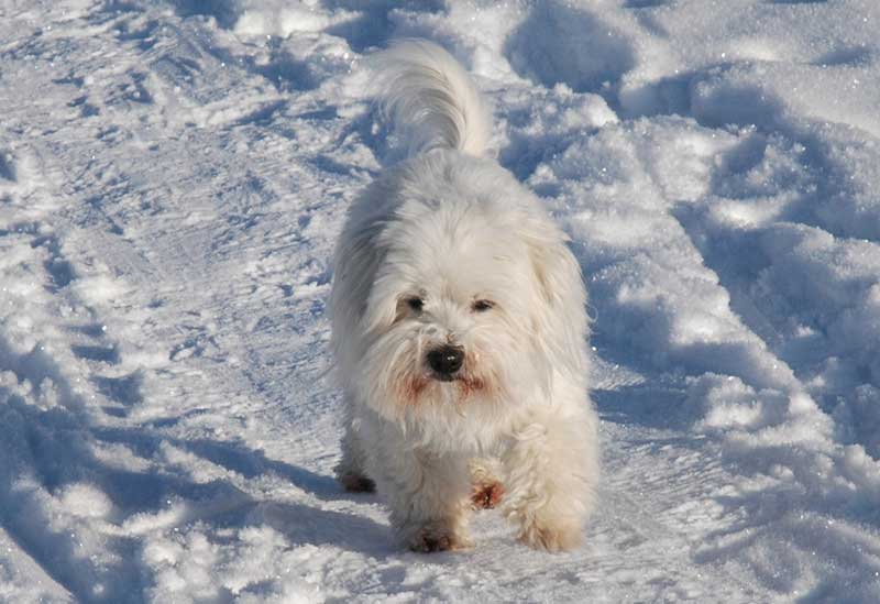 Unser Hund "Einstein" im Schnee