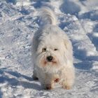 Unser Hund "Einstein" im Schnee