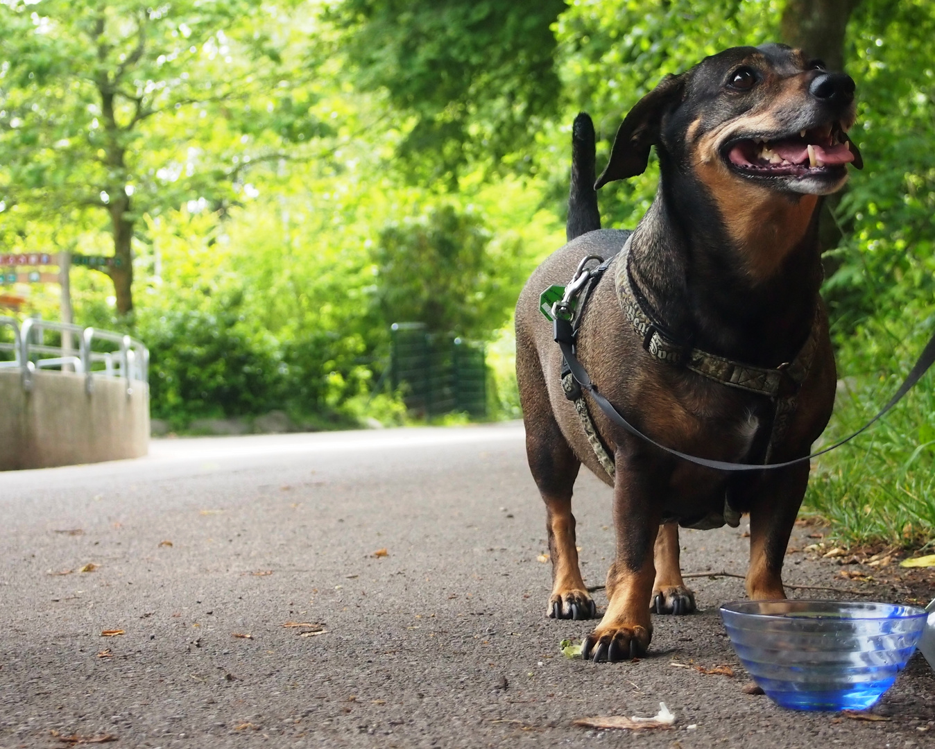 unser Hund hat Durst