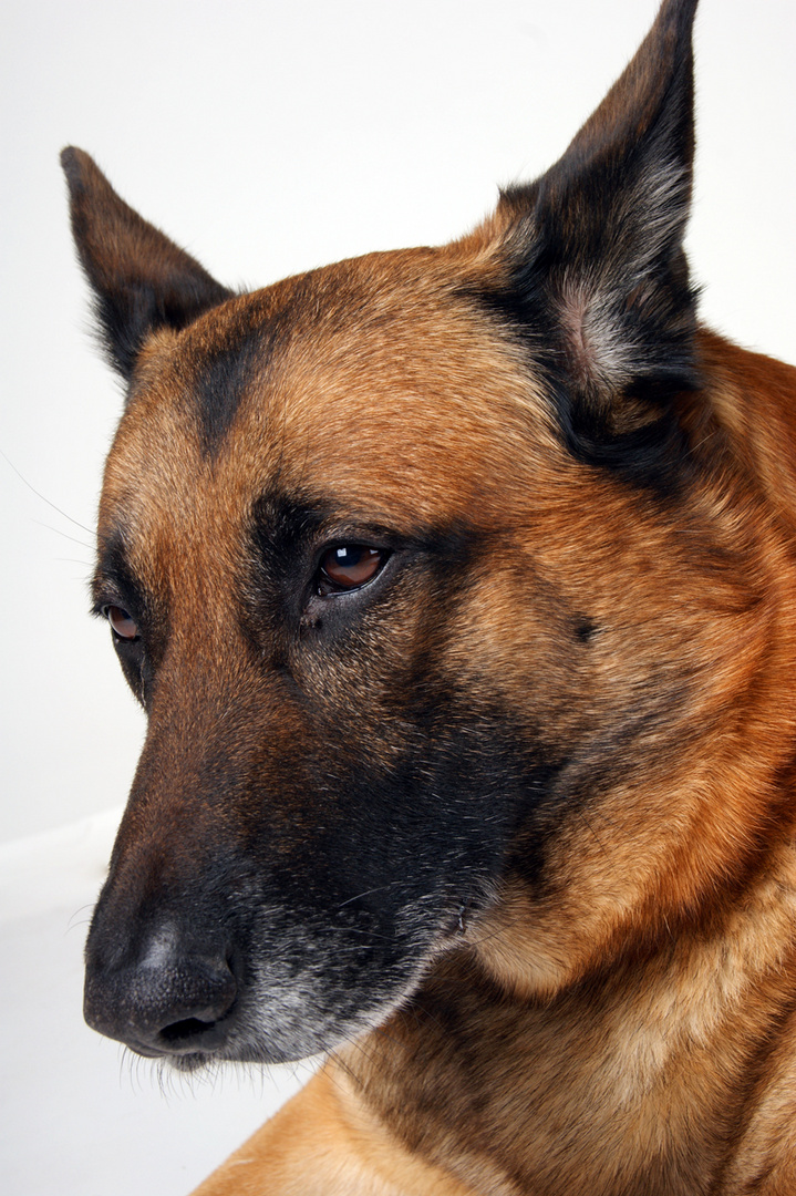 Unser Hund im Studio von Papa