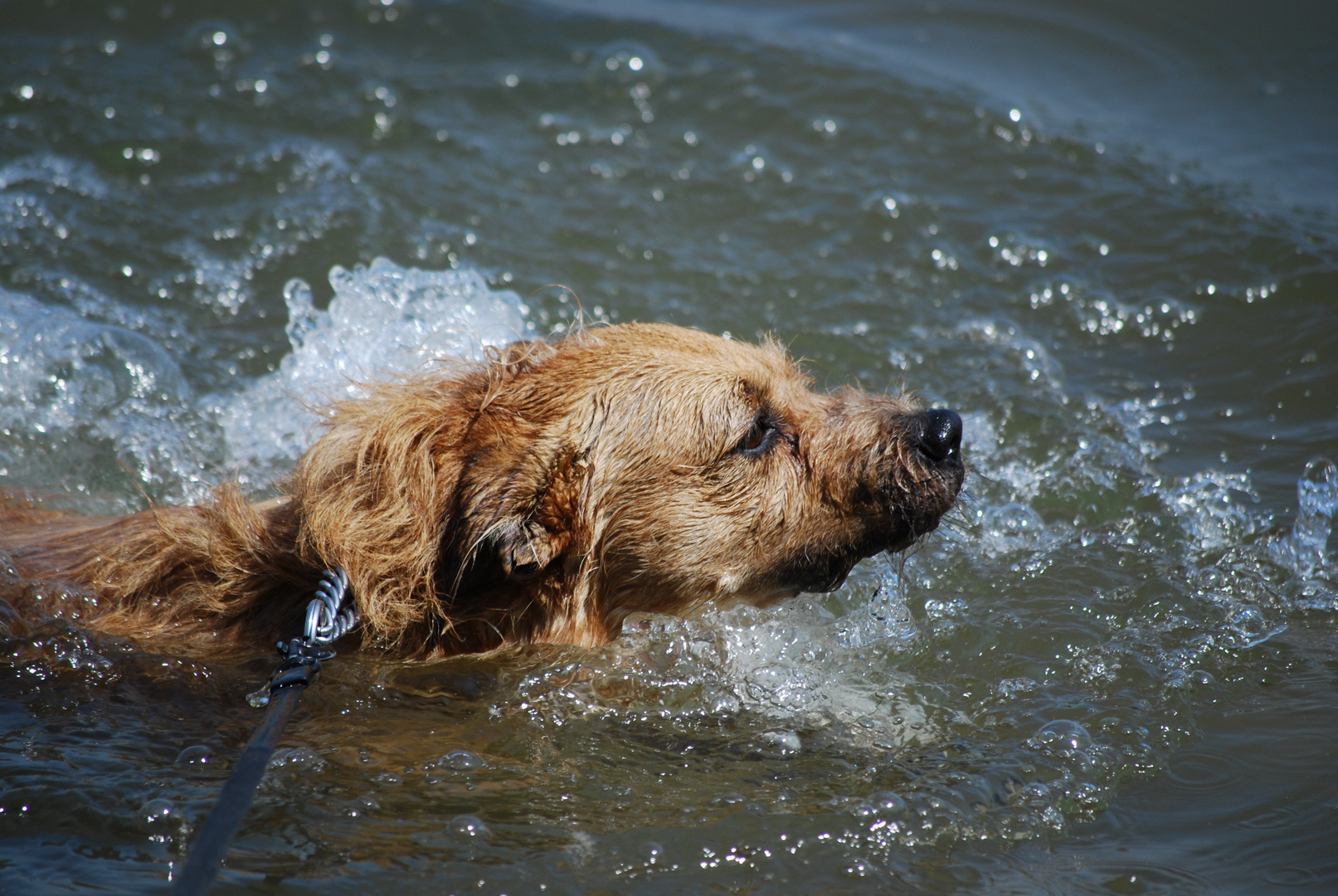 Unser Hund macht seinen Freischwimmer :-)