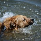 Unser Hund macht seinen Freischwimmer :-)