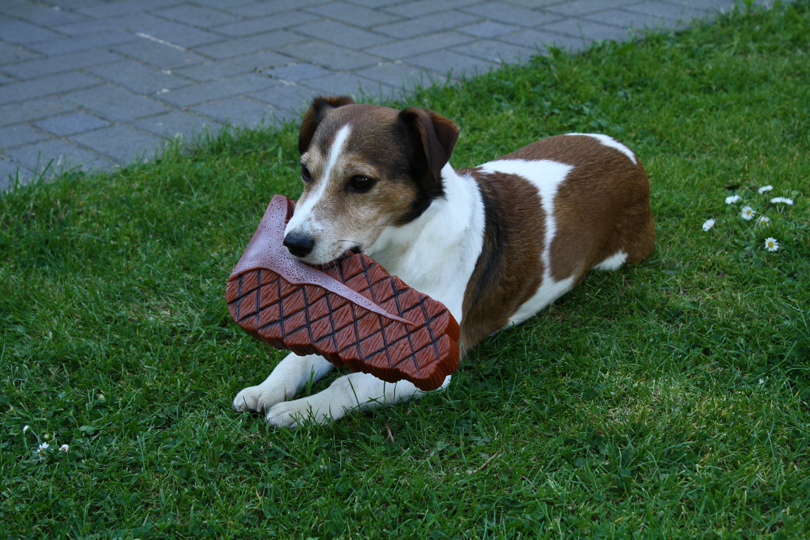 Unser Hund mit seinem Riesenschnitzel