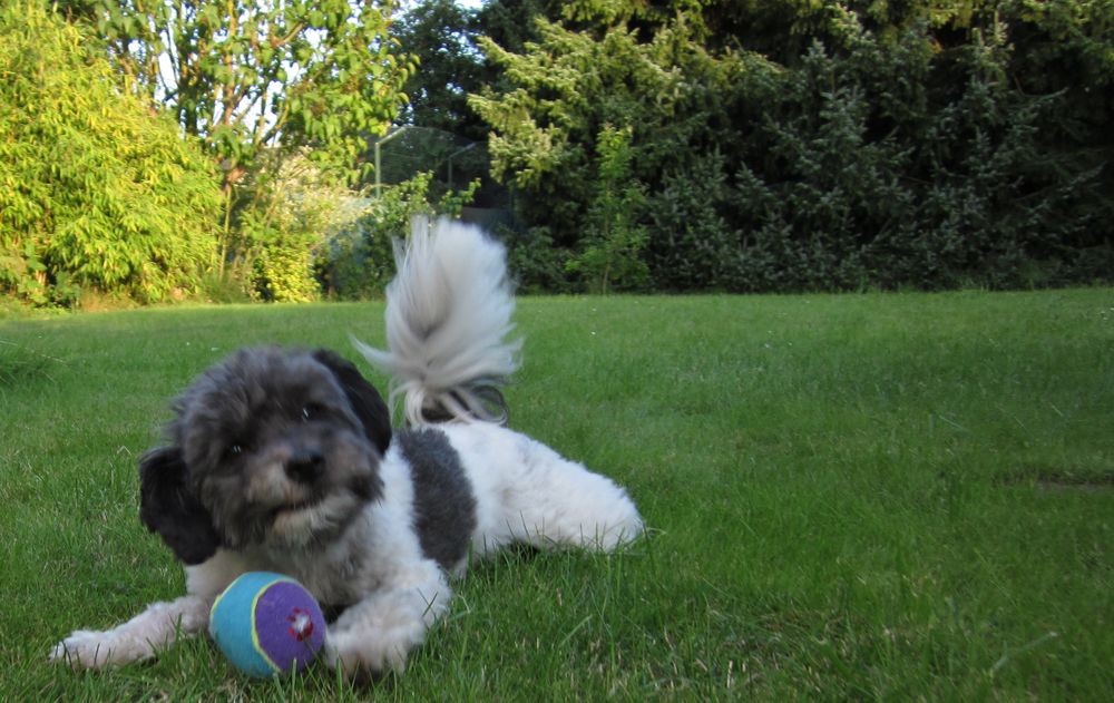 Unser Hund - unser Löwchen