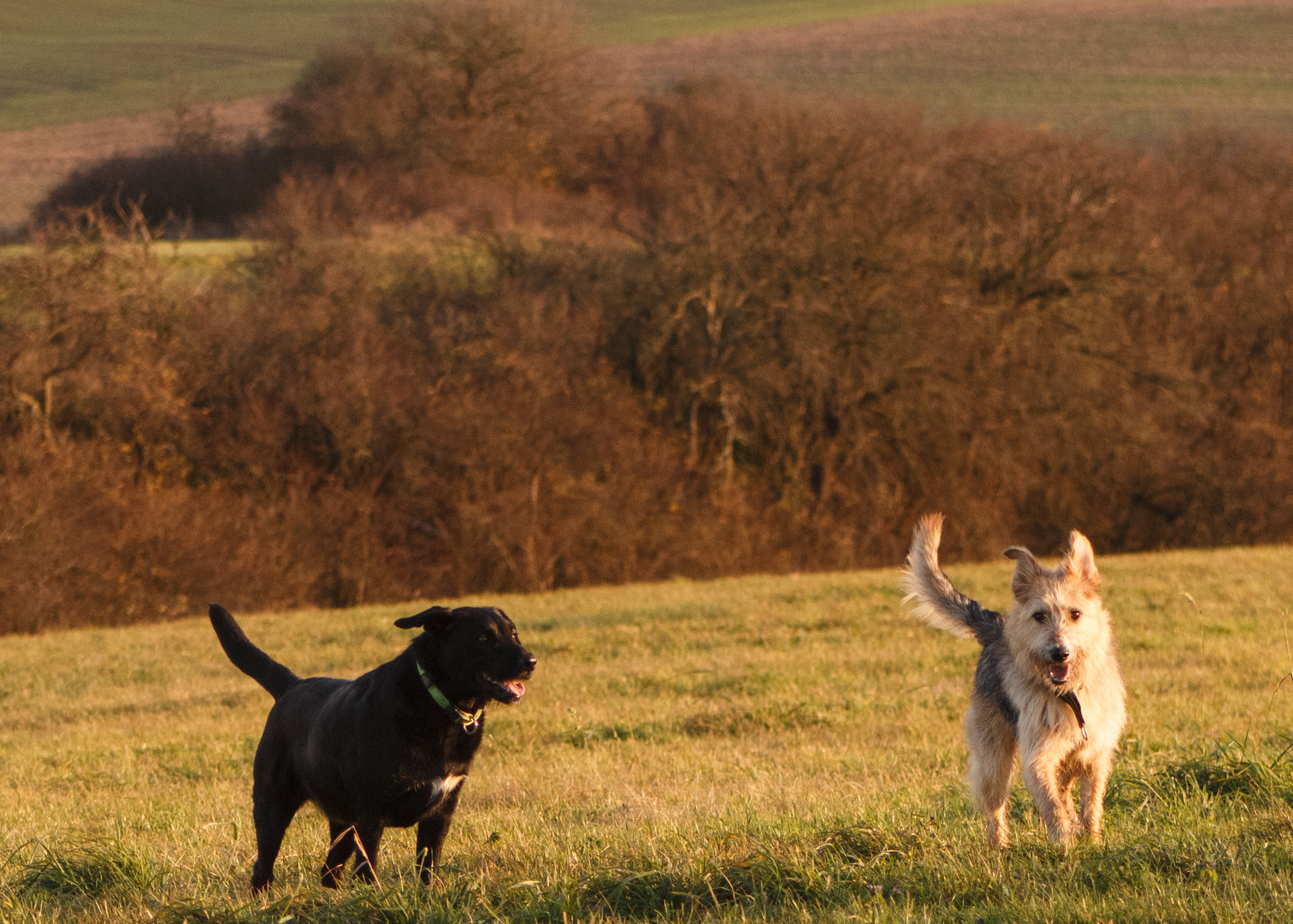 unser Hunde-Duo