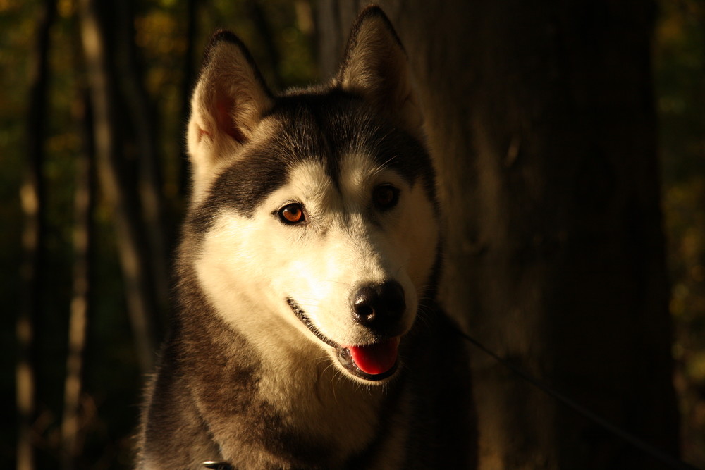 Unser Husky