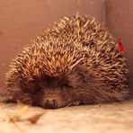 unser igel