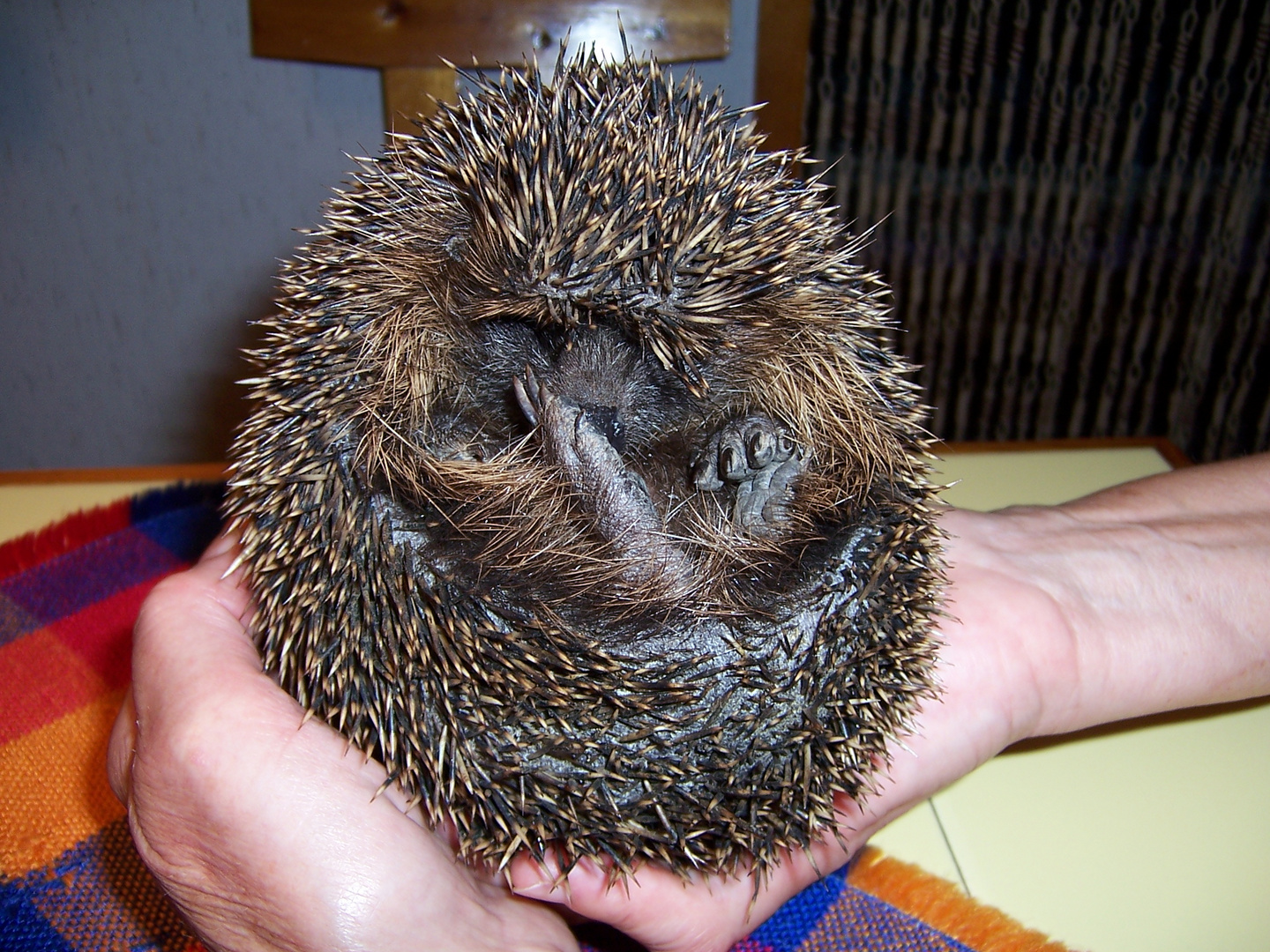 Unser Igel