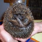 Unser Igel