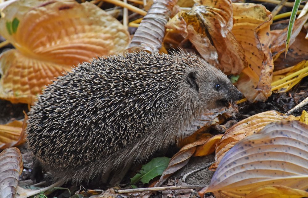 Unser Igel baut sein Winterquartier