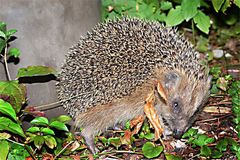 Unser Igel Toni 1