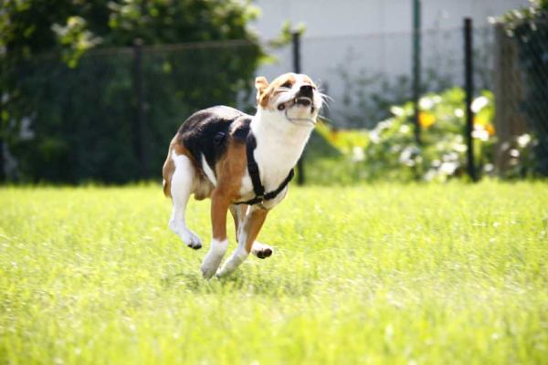 Unser Jack Russel auf Hasenjagt