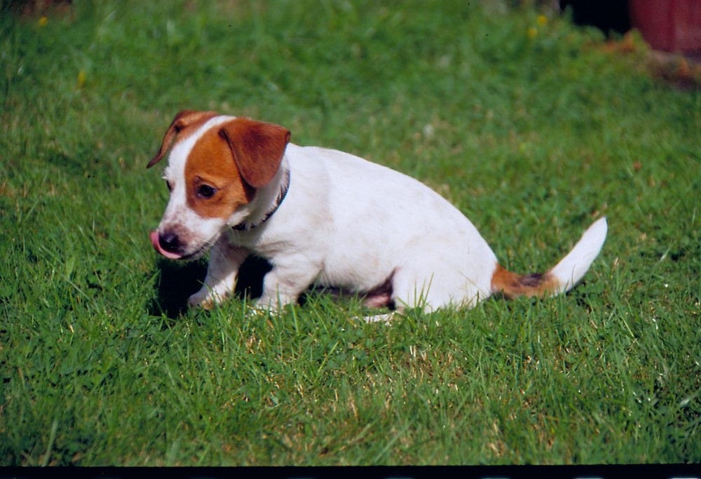 Unser Jack Russel