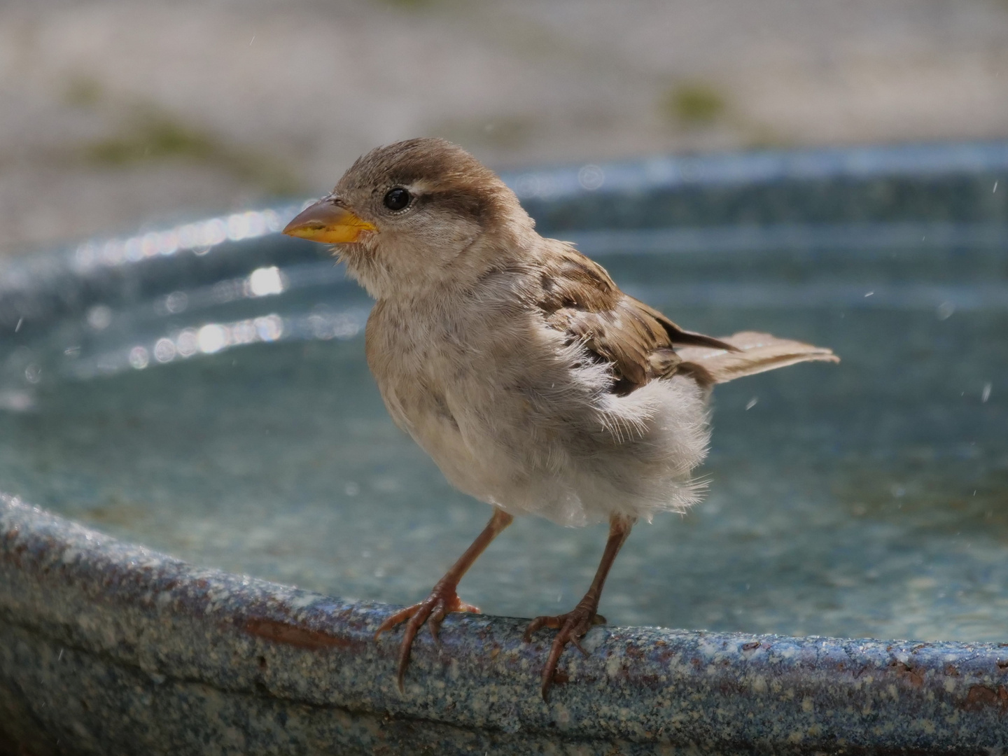 Unser Jüngstes im Garten