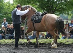 unser Kaltblüter "Rusty" auf dem Tag der offenen Tür Christi Himmelfahrt