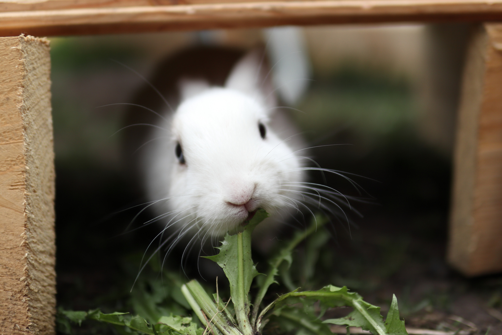 Unser Kaninchen beim Futtern