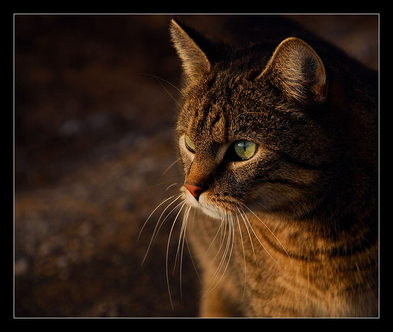 unser Kater