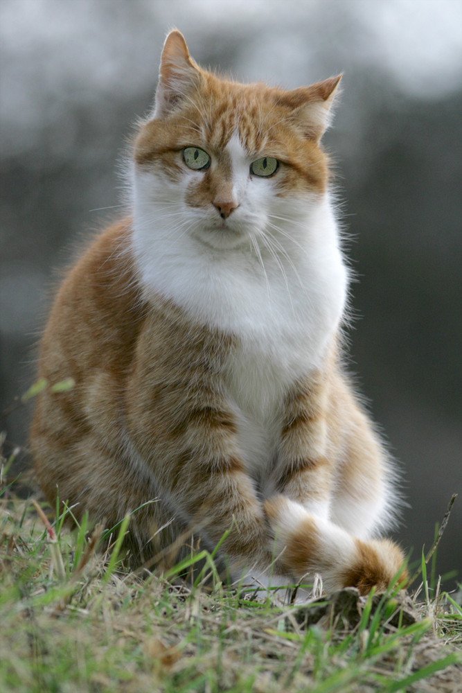 Unser Kater