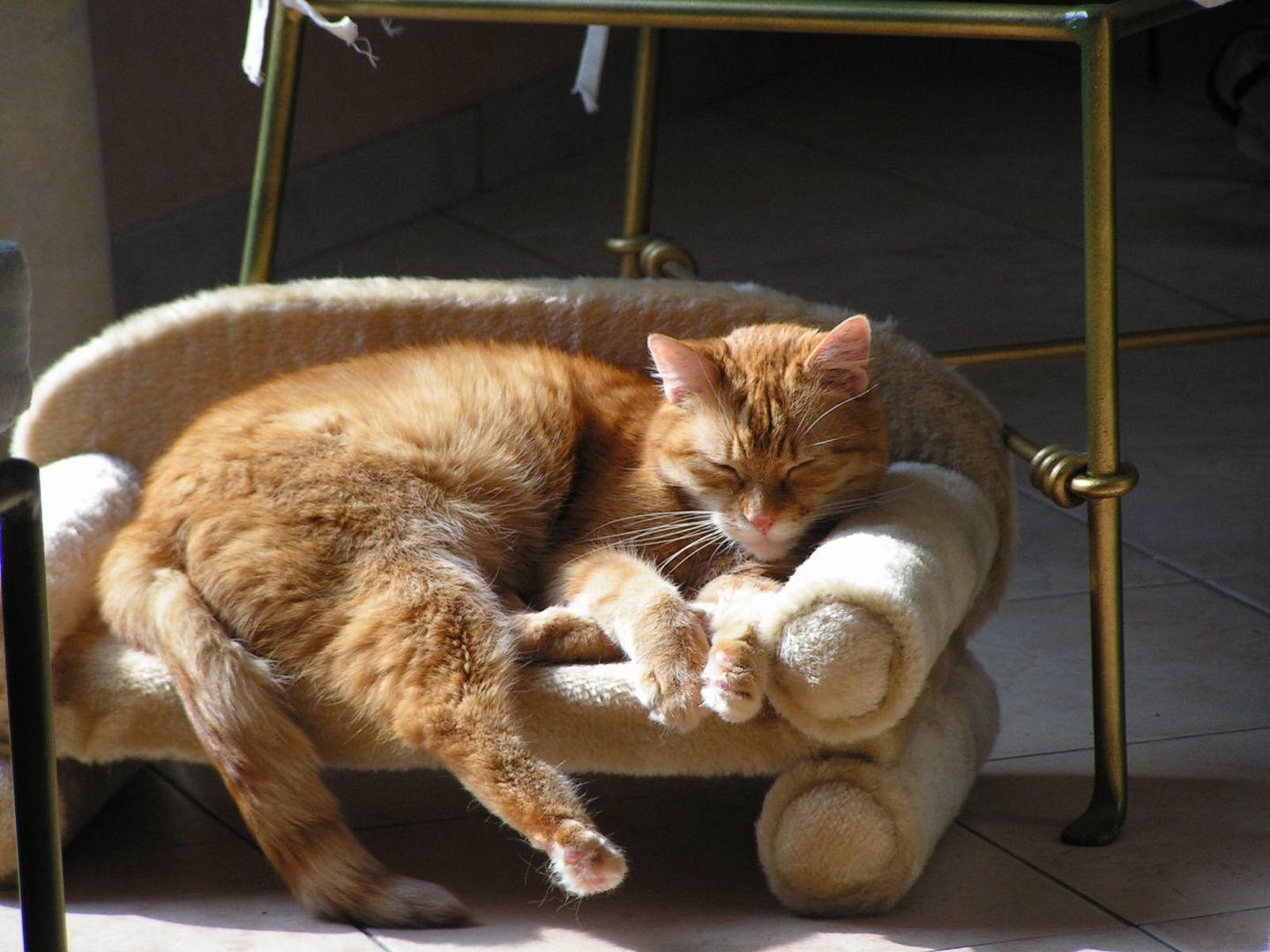 unser Kater bei seiner Lieblings Beschäftigung