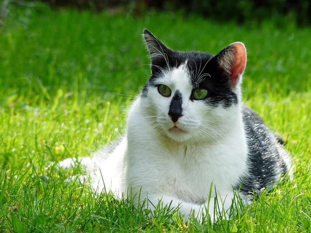 Unser Kater beim sonnen in der Wiese