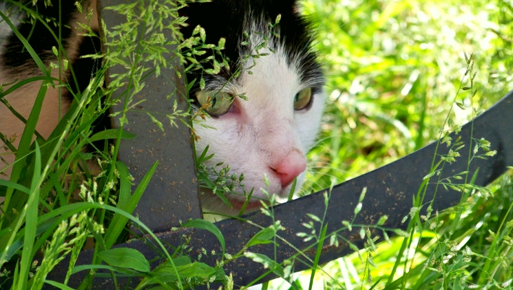 Unser Kater Drops. von JanaOleander 