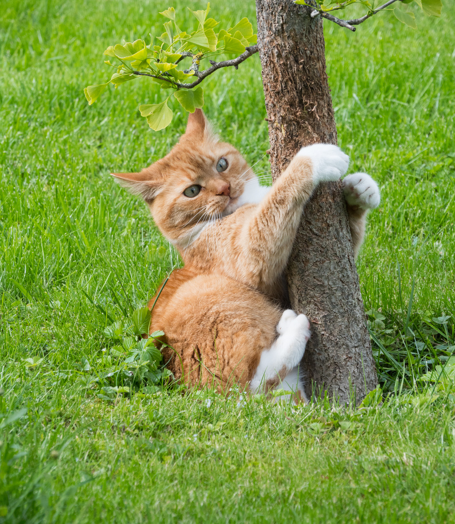 Unser Kater hängt an seinem Ginkgo