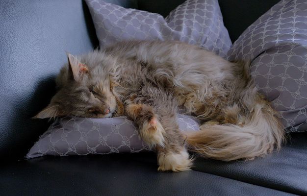 unser Kater Harald beim Schönheitsschlaf