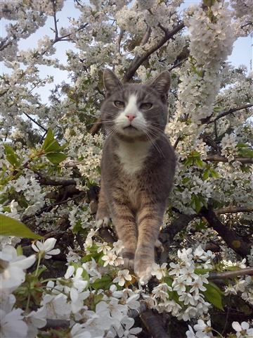 unser Kater im Kirschbaum