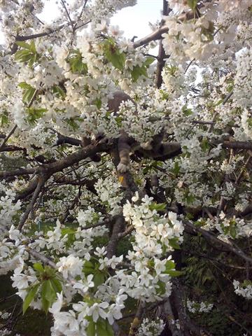 unser Kater im Kirschbaum