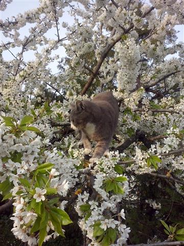 unser Kater im Kirschbaum