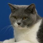 Unser Kater im Profil