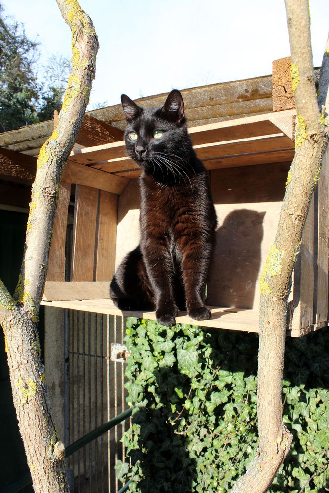 unser Kater in seiner neuen Ruhe-Ausguck-Kiste