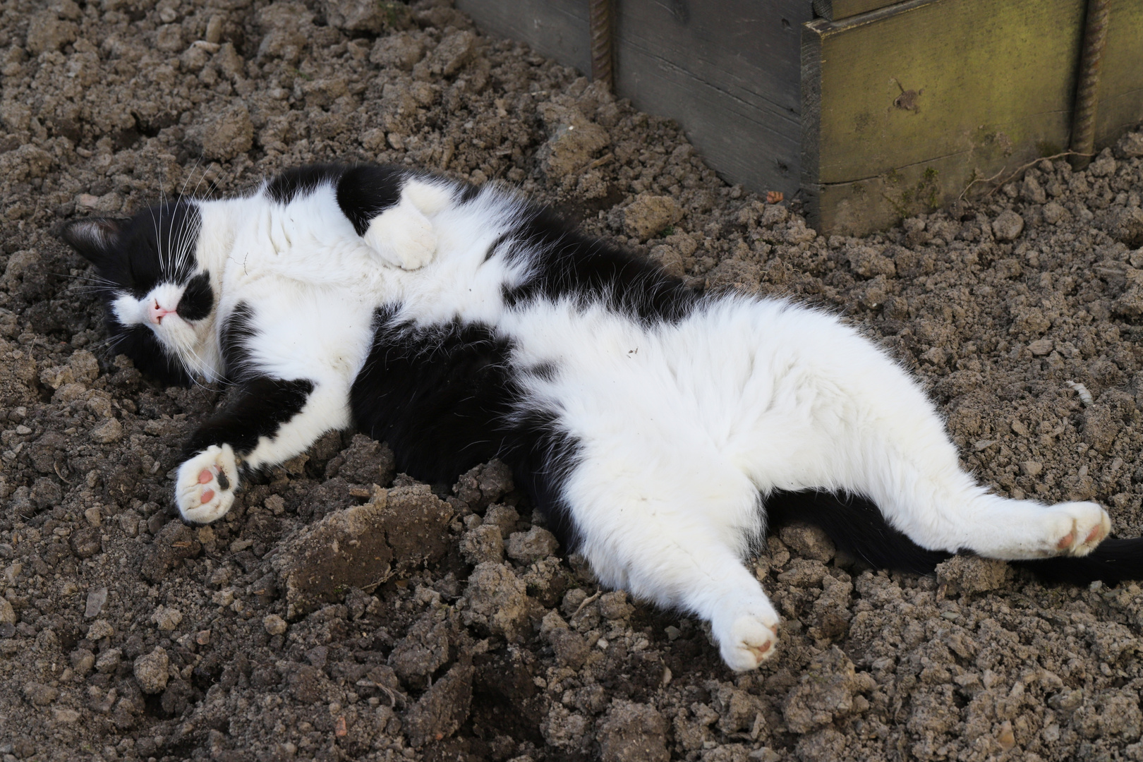 Unser Kater lümmelt im Garten herum (2018_04_07_EOS 6D Mark II_0803_ji)