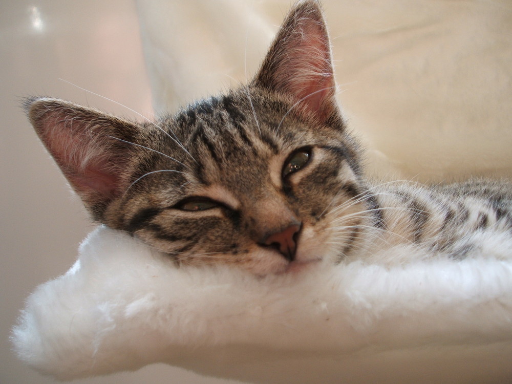 Unser Kater Merlin in der Hängematte