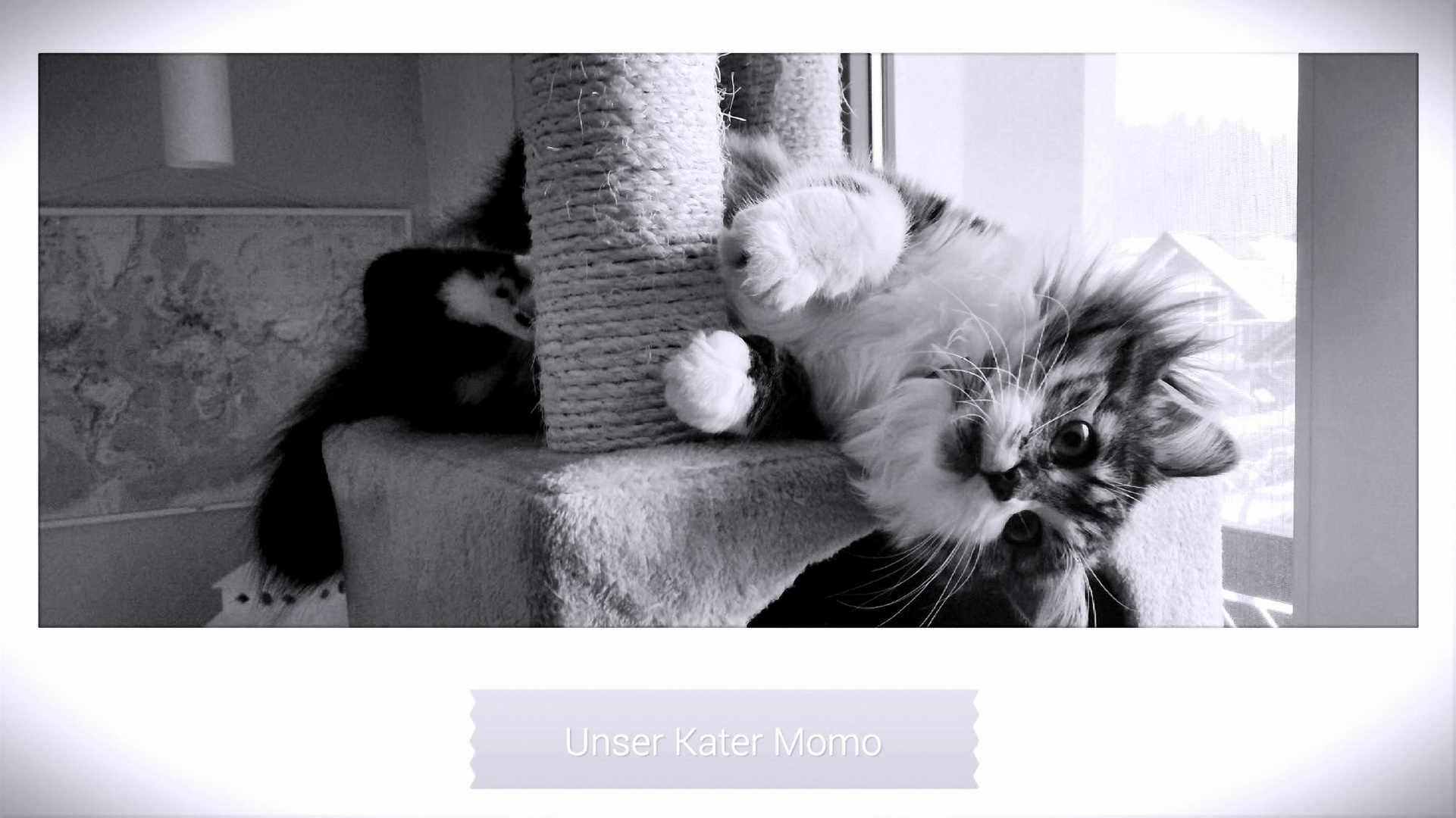 Unser Kater Momo