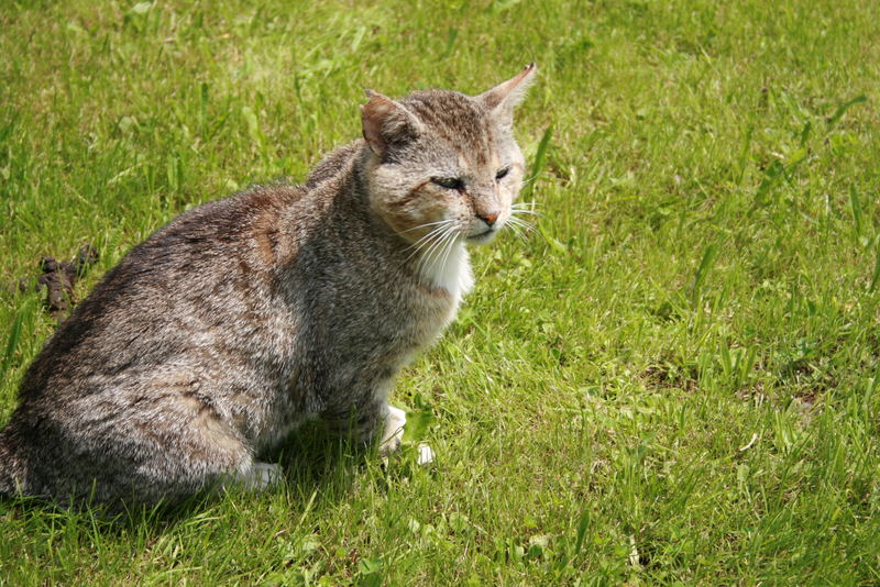 Unser Kater Seppl