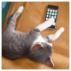 Unser Kater steht auf Apple