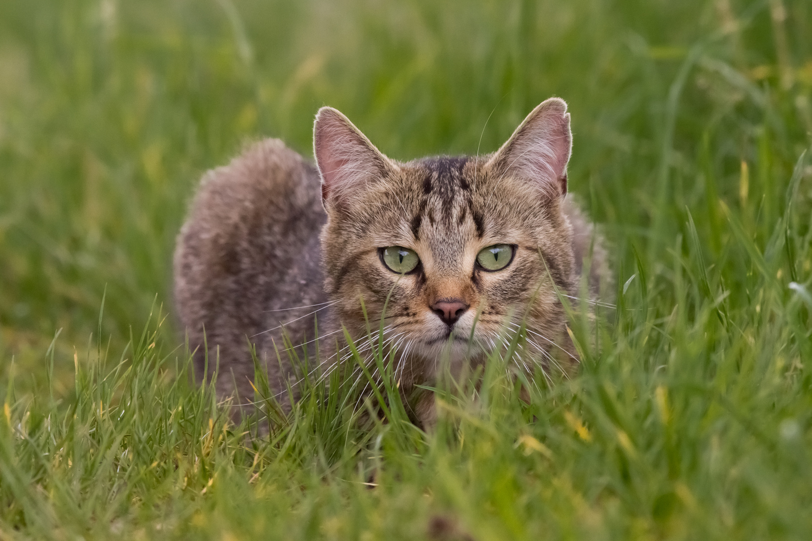 unser Kater Teddy...