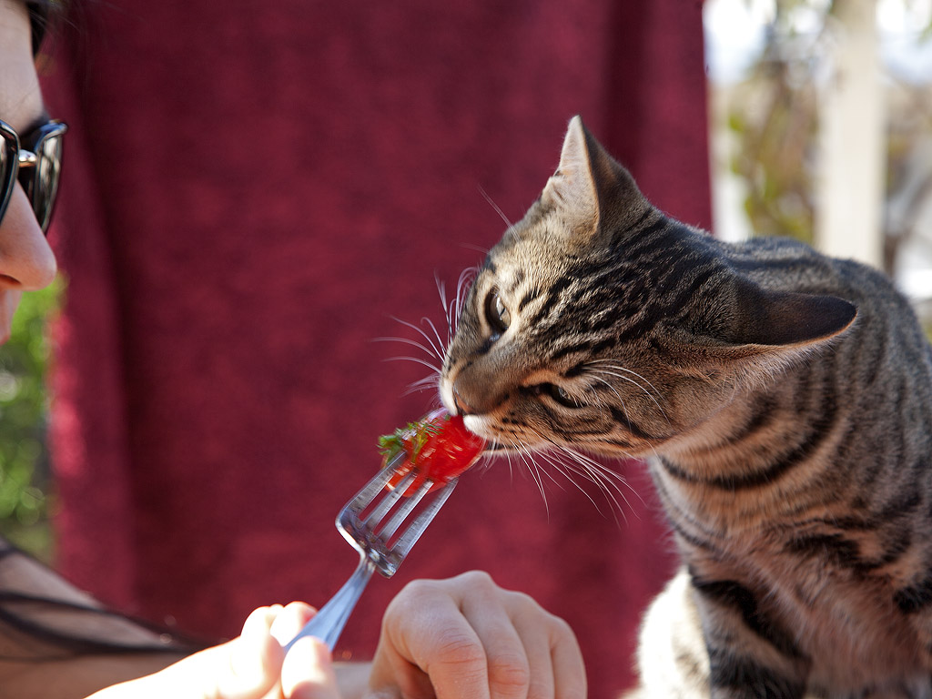 Unser Kater Teki hat Lust auf Tomaten