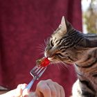 Unser Kater Teki hat Lust auf Tomaten