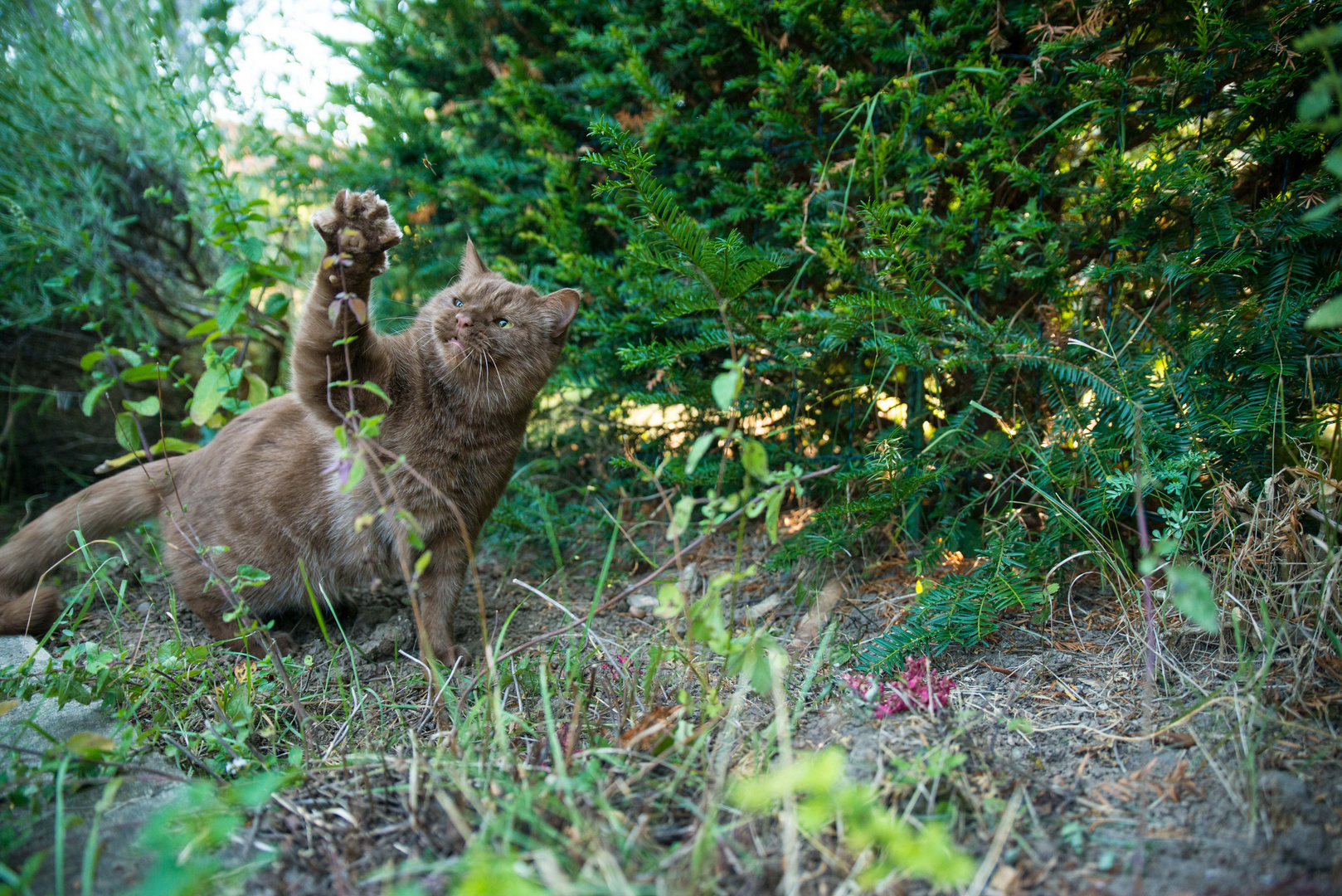 Unser Kater und Vespen