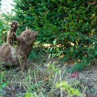 Unser Kater und Vespen