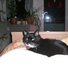 Unser Katze Felix im Bett